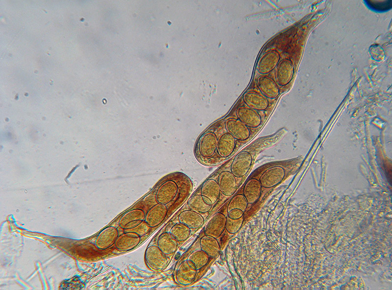 Lasiobolus ciliatus